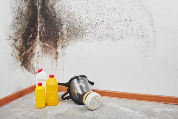 Mold Remediation for Vacation Homes in Minier, IL